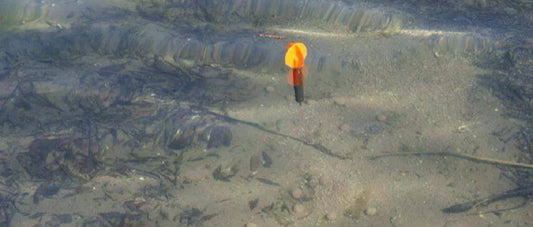 Comment sonder son poste pour la pêche de la carpe ?