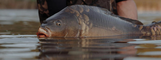 carpe miroir