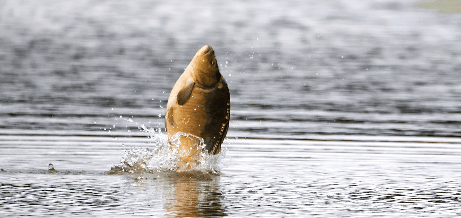 pourquoi les carpes sautent