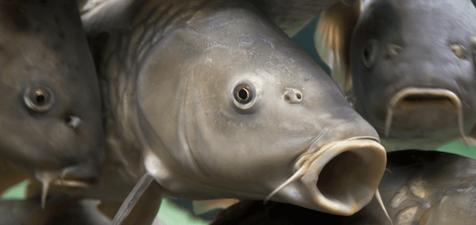 que mangent les carpes