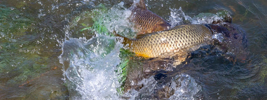 reproduction carpe