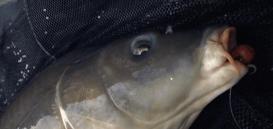 tapie de reception carpe