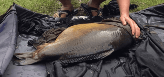 tapis de réception carpe