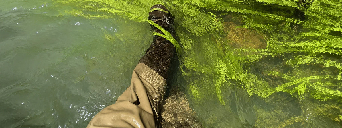 Jambe équipée de waders avançant dans une rivière chargée d'algues