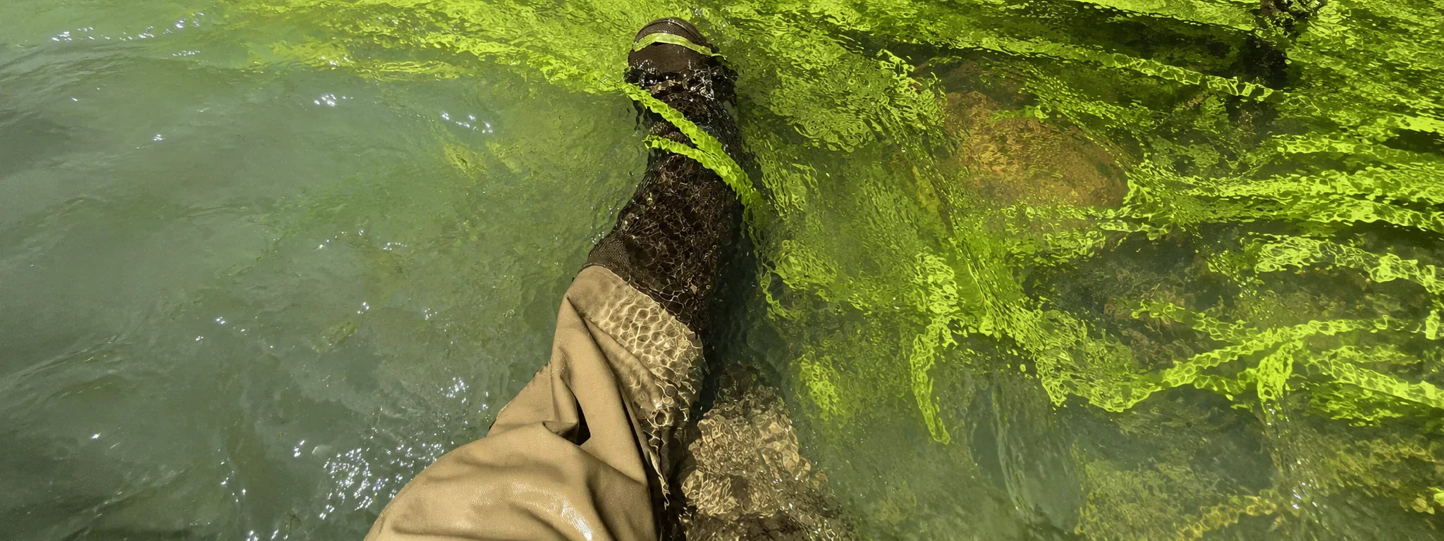 Jambe équipée de waders avançant dans une rivière chargée d'algues