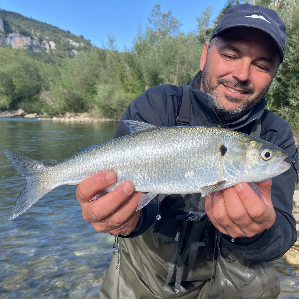 Grande alose prise sur une rivière du Gard avant sa remise à l'eau