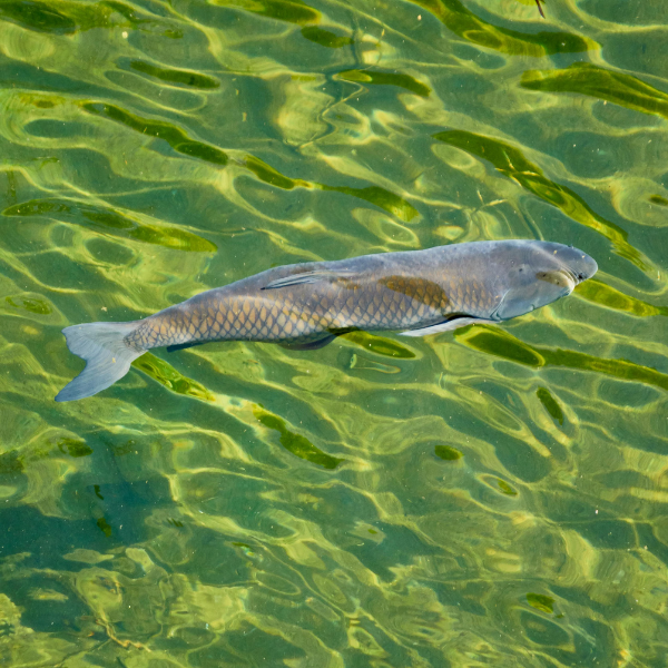 Amour blanc (Ctenopharyngodon idella) nageant dans une eau limpide, vue de dessus montrant sa silhouette allongée et effilée sans barbillons