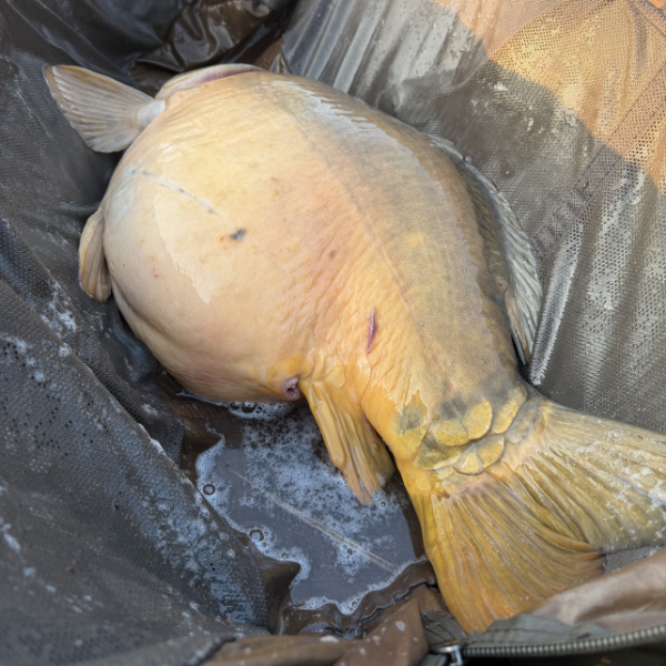 Corps massif et ventre arrondi d'une carpe vue de dessous sur tapis humide
