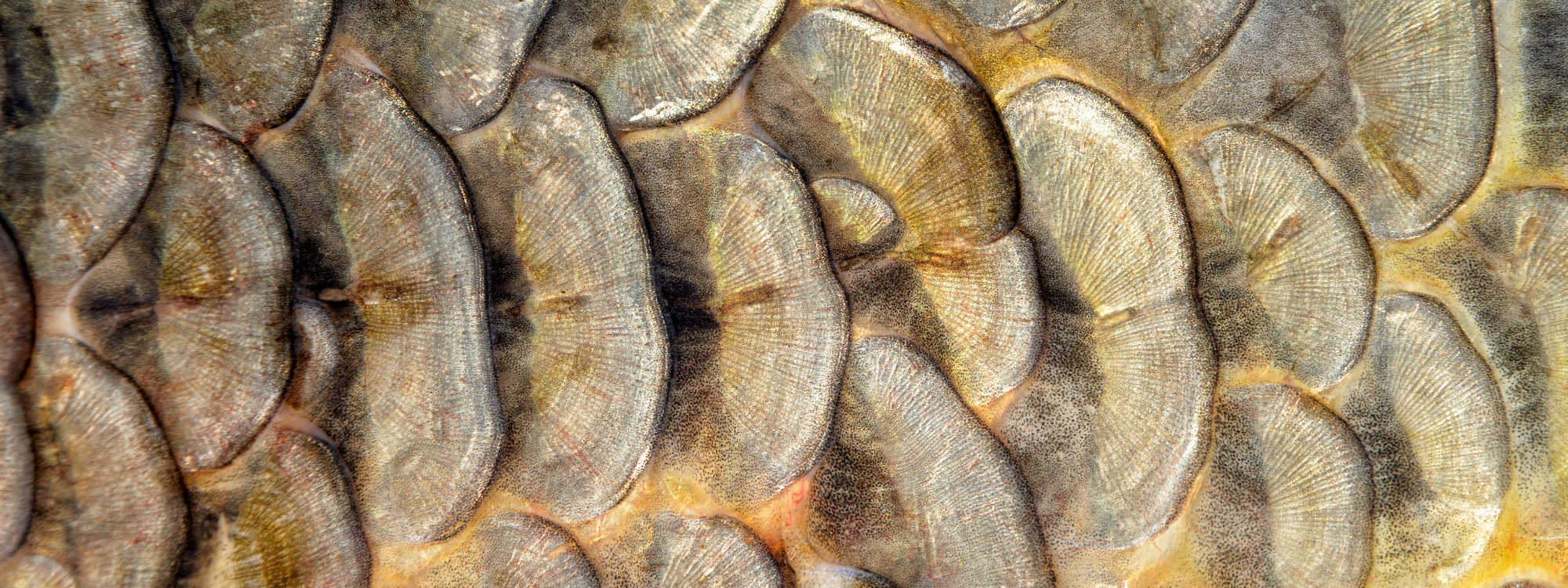 Anatomie de la carpe : gros plan sur les écailles cycloïdes dorées d'une carpe miroir