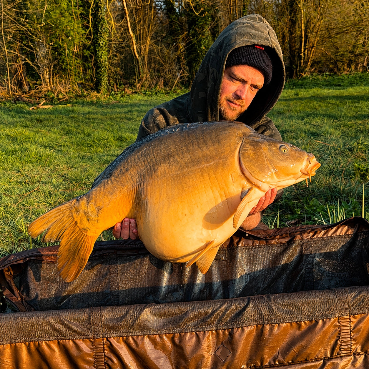 Carpe miroir dorée présentée sur tapis de réception lors d'une session de pêche