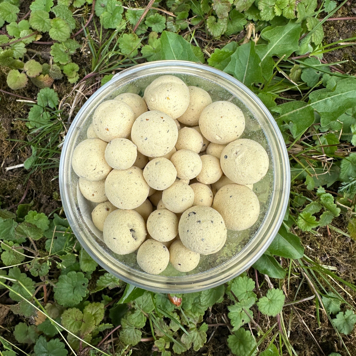 Pot de bouillettes blanches Milky+, le meilleur appât pour la carpe en étang
