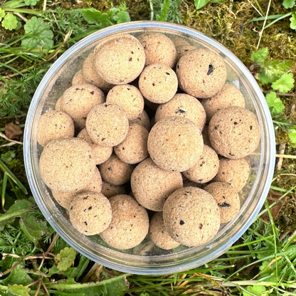 appat peche de la carpe