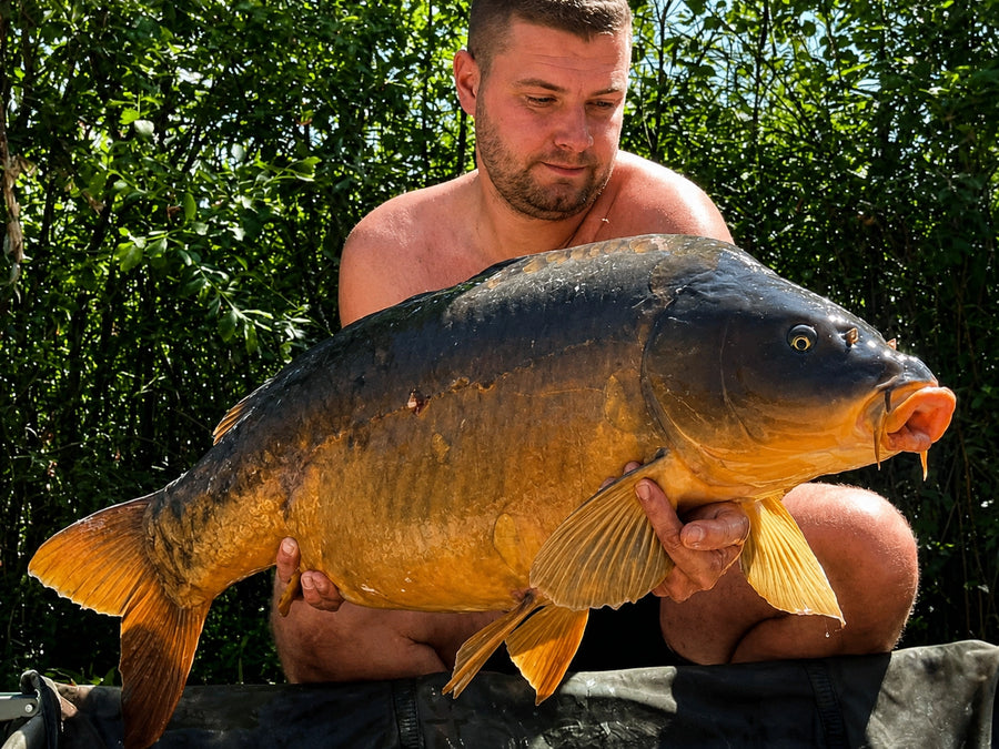 Carpe prise avec les appâts Magnifixcarp