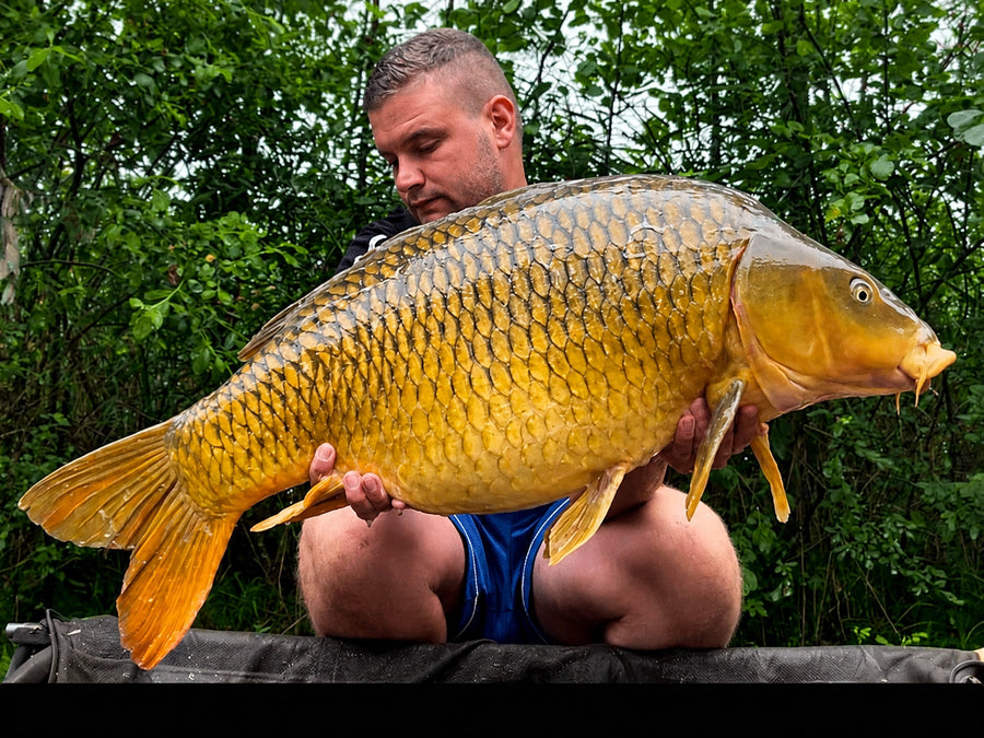Carpe prise avec les appâts Magnifixcarp