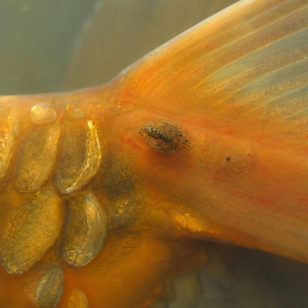 Argulus, pou de carpe parasite, accroché sur les écailles dorées d'une carpe koï