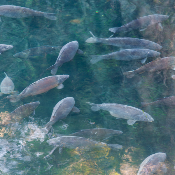 Banc de carpes nageant en eau claire dans un plan d'eau