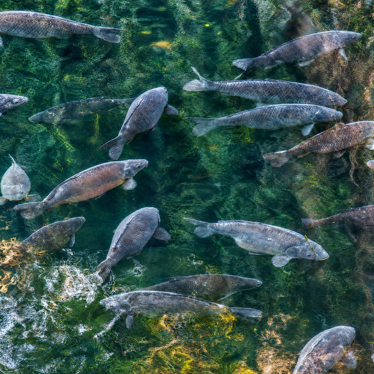 Banc de carpes nageant en eau claire dans un plan d'eau