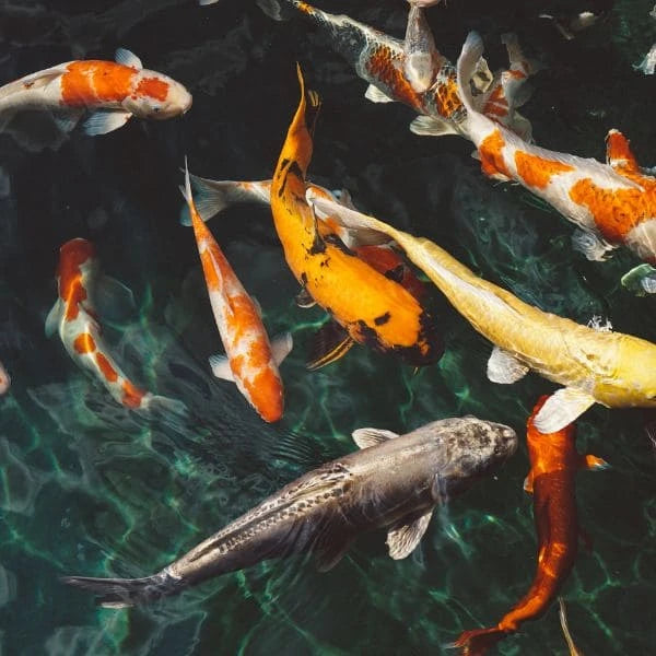 Banc de carpes koï nishikigoi multicolores, spécimens d'élevage japonais de haute valeur