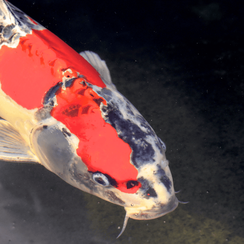 Gros plan sur les barbillons d'une carpe koï, organes sensoriels typiques des cyprinidés