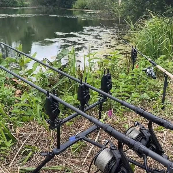 Batterie panachée de cannes à carpe 12 et 13 pieds sur rod-pod en bordure d'étang végétalisé