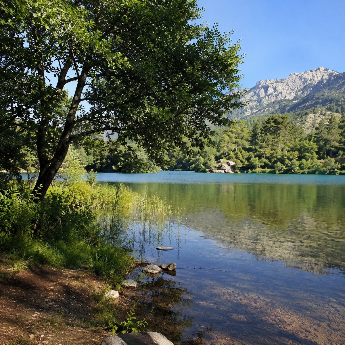 Berge ombragée d'un lac aux eaux vertes, roseaux au premier plan et barre rocheuse calcaire à l'arrière-plan