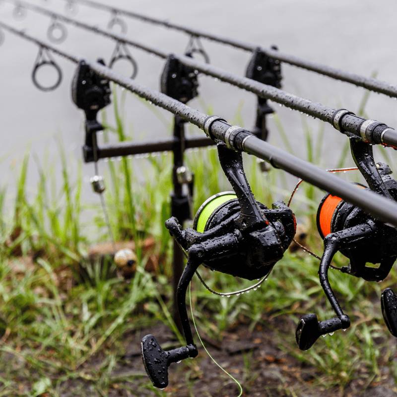 blank canne à carpe