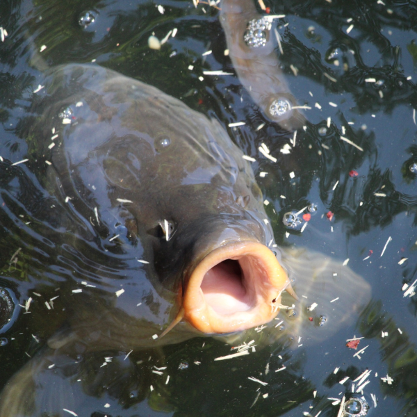 Bouche protractile d'une carpe grande ouverte en surface montrant le mécanisme d'aspiration