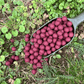 bouillette pro elite baits