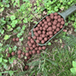 bouillette robin red