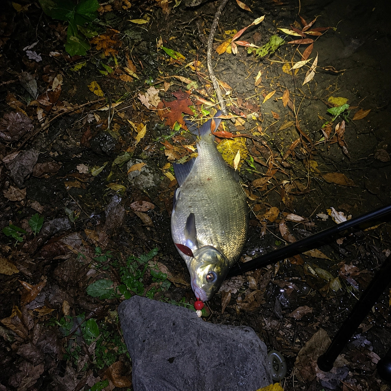 Brème prise de nuit sur un tapis chènevis, un poisson blanc que la graine attire trop