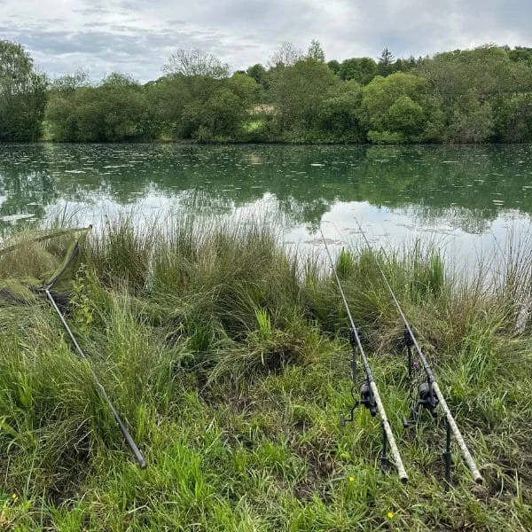 Cannes à carpe courtes 10 pieds posées au bord d'un plan d'eau végétalisé pour stalking et float tube