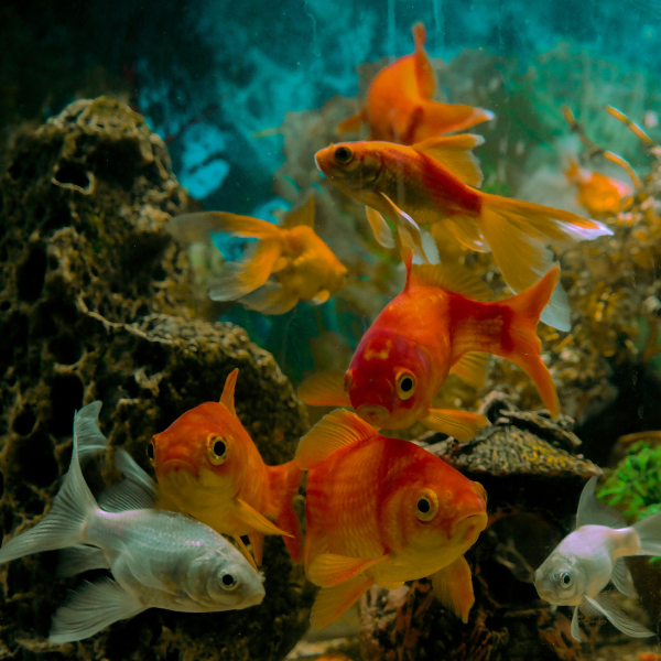 Groupe de poissons rouges et carassins argentés (Carassius auratus) nageant en aquarium, représentants ornementaux de la famille des Cyprinidés proches de la carpe