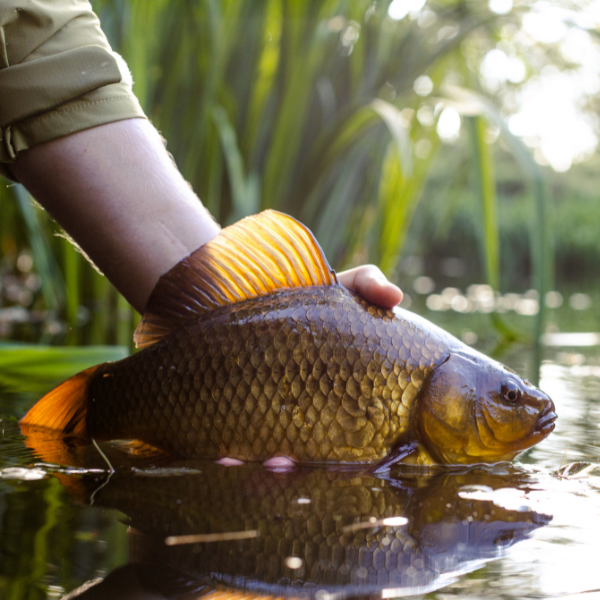 Remise à l'eau d'un carassin commun (Carassius carassius) à la robe dorée-brun foncé et aux nageoires orangées, espèce sauvage apparentée à la carpe