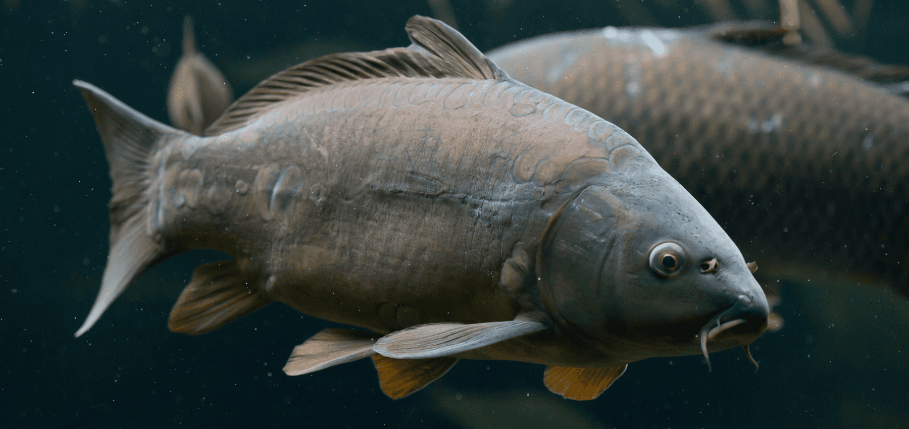 carp miroir