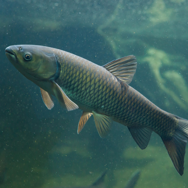 Carpe amour blanc, le géant herbivore des eaux françaises