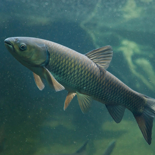 Carpe amour blanc nageant sous l'eau, cyprinidé herbivore originaire du fleuve Amour en Asie