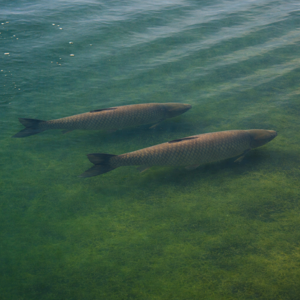 Carpe amour créant des éclaboussures pendant le frai en courant
