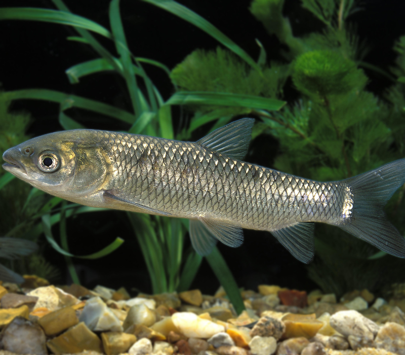 Jeune carpe amour juvénile en aquarium, corps argenté et forme allongée caractéristique