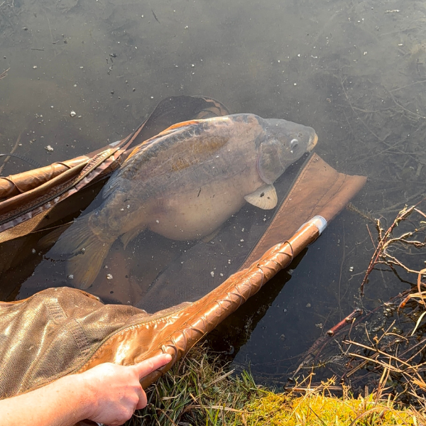 Carpe remise à l'eau après une session de pêche, pratique du no-kill