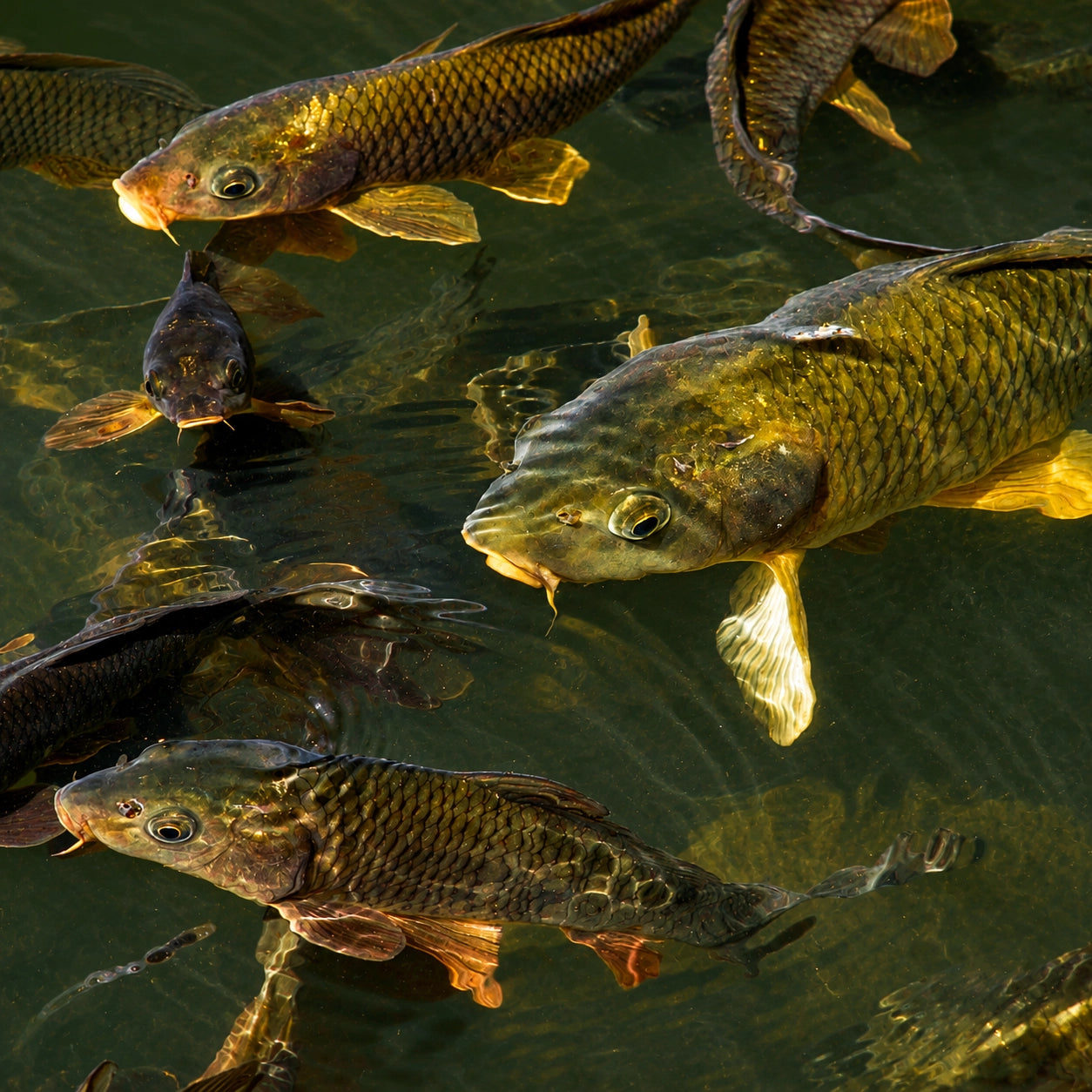 Plusieurs carpes communes nageant en banc dans une eau claire et verte