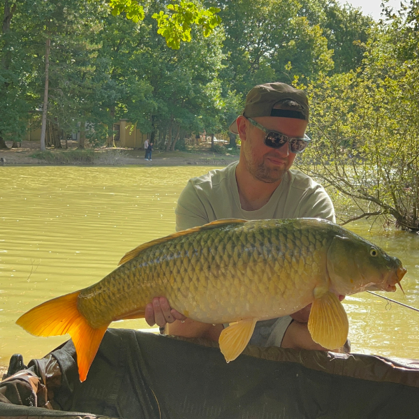 Carpe commune aux reflets bronze capturée en étang pendant l'été
