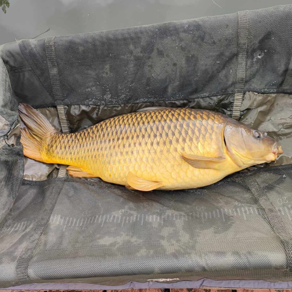 Carpe commune dorée présentée sur tapis de réception, écailles régulières bien visibles