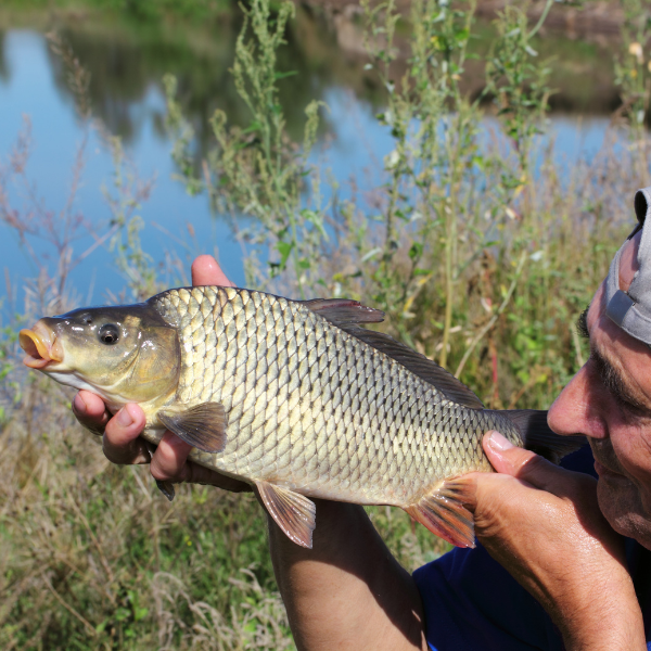 Pêcheur tenant une carpe commune à écaillure complète et régulière, spécimen typique des eaux françaises