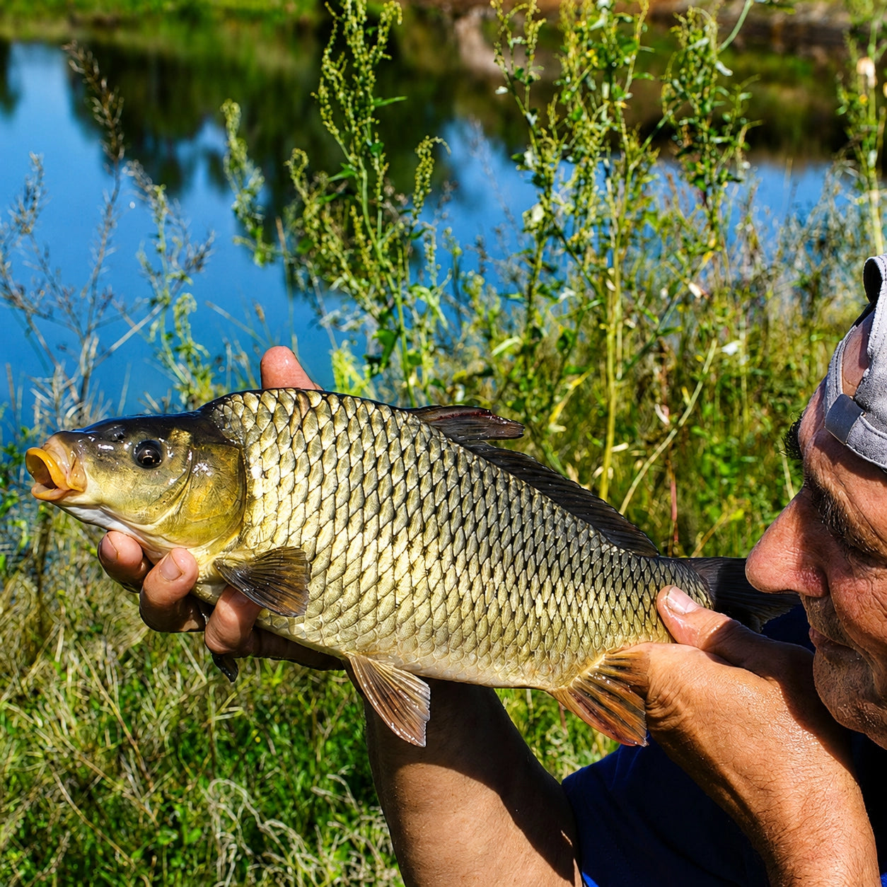 Pêcheur tenant une carpe commune à écaillure complète et régulière, spécimen typique des eaux françaises