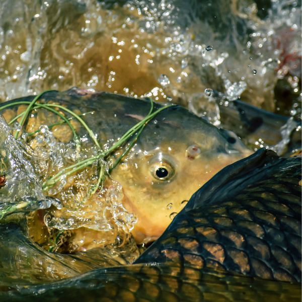 Carpe commune en plein frai dans les herbiers de bordure