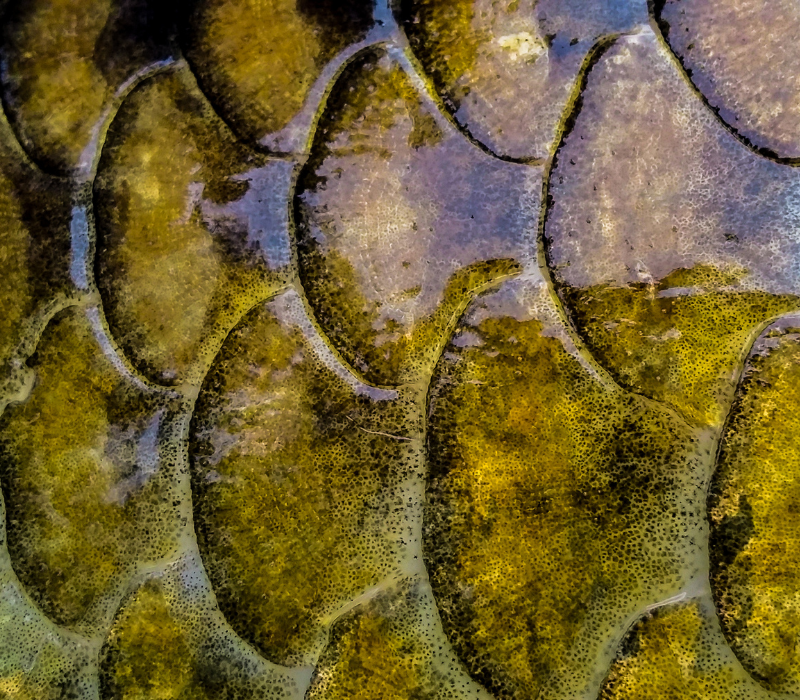 Gros plan sur les écailles d'une carpe commune