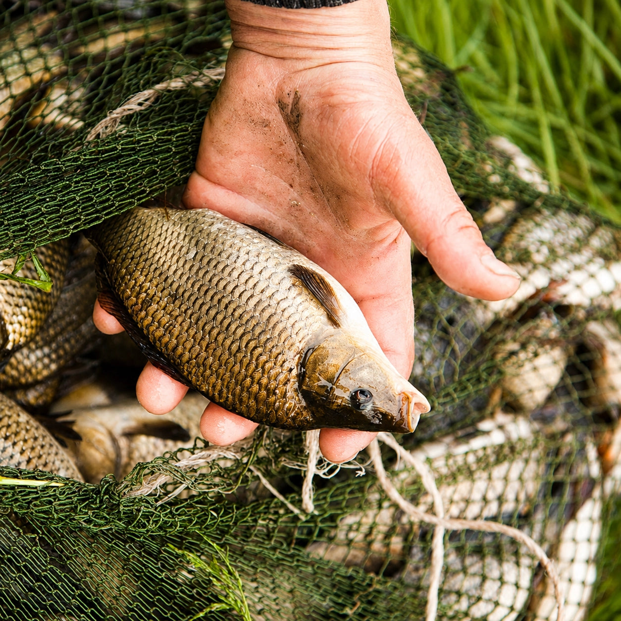 Petite carpe commune tenue dans une main au-dessus d'un filet de pêche, spécimen juvénile avec écaillure dense