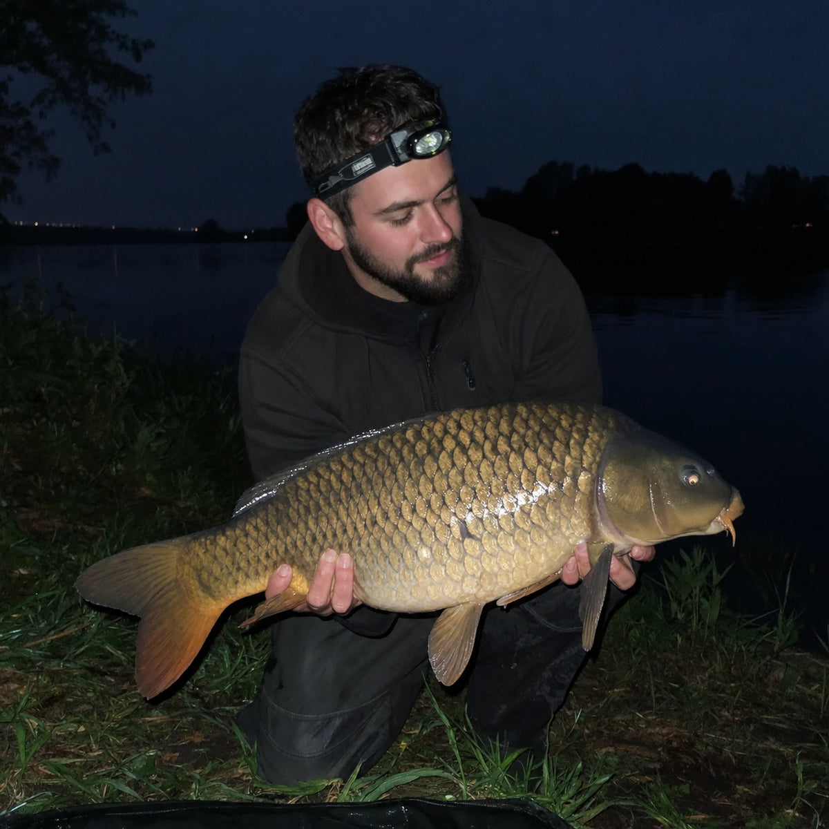 Carpe commune capturée de nuit sur un parcours désigné, avant remise à l'eau obligatoire