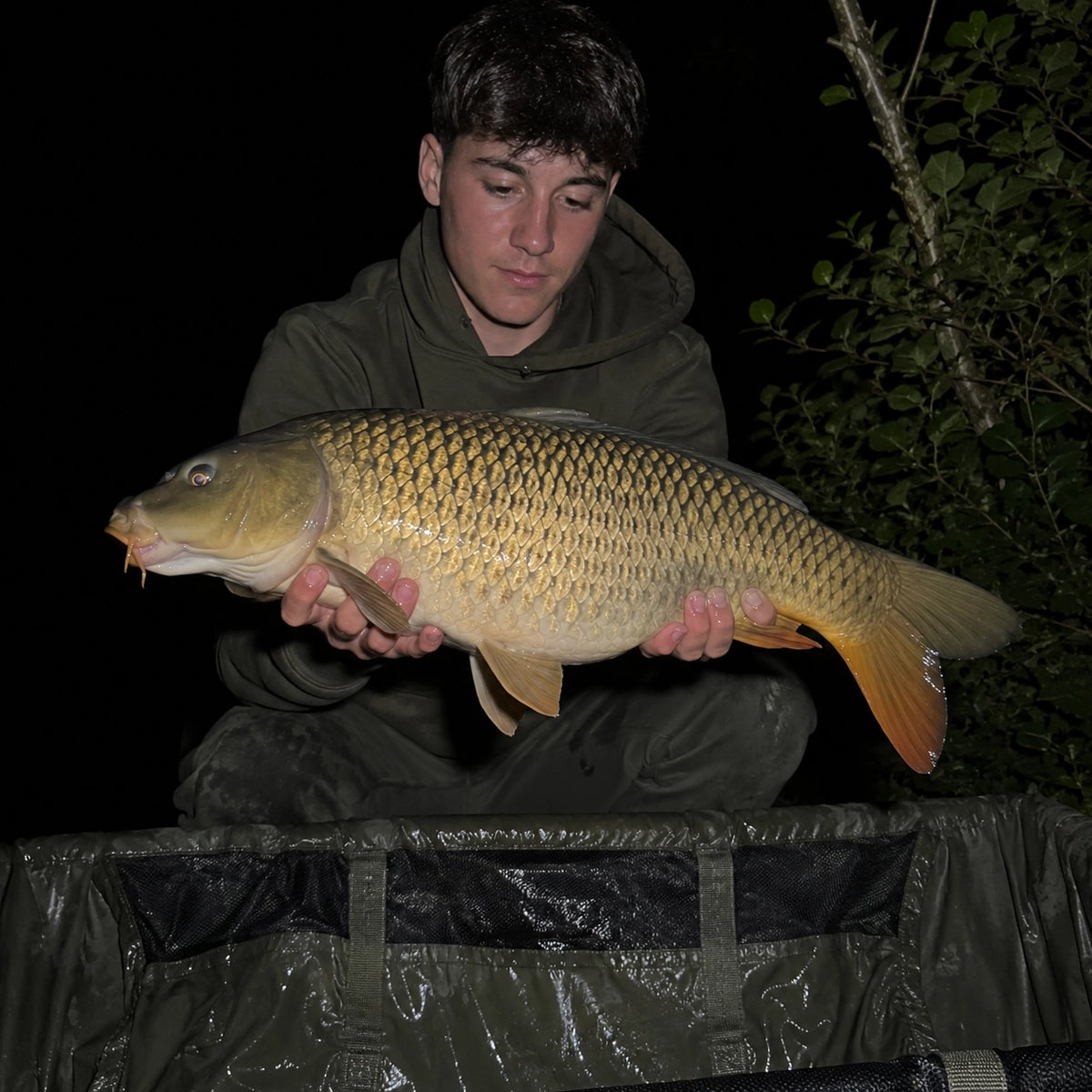 Carpe commune prise de nuit sur un parcours carpe d'Ille-et-Vilaine avant remise à l'eau