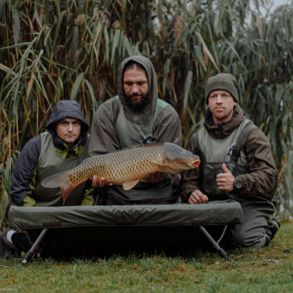 Carpe commune présentée sur tapis de réception par trois carpistes devant des roseaux